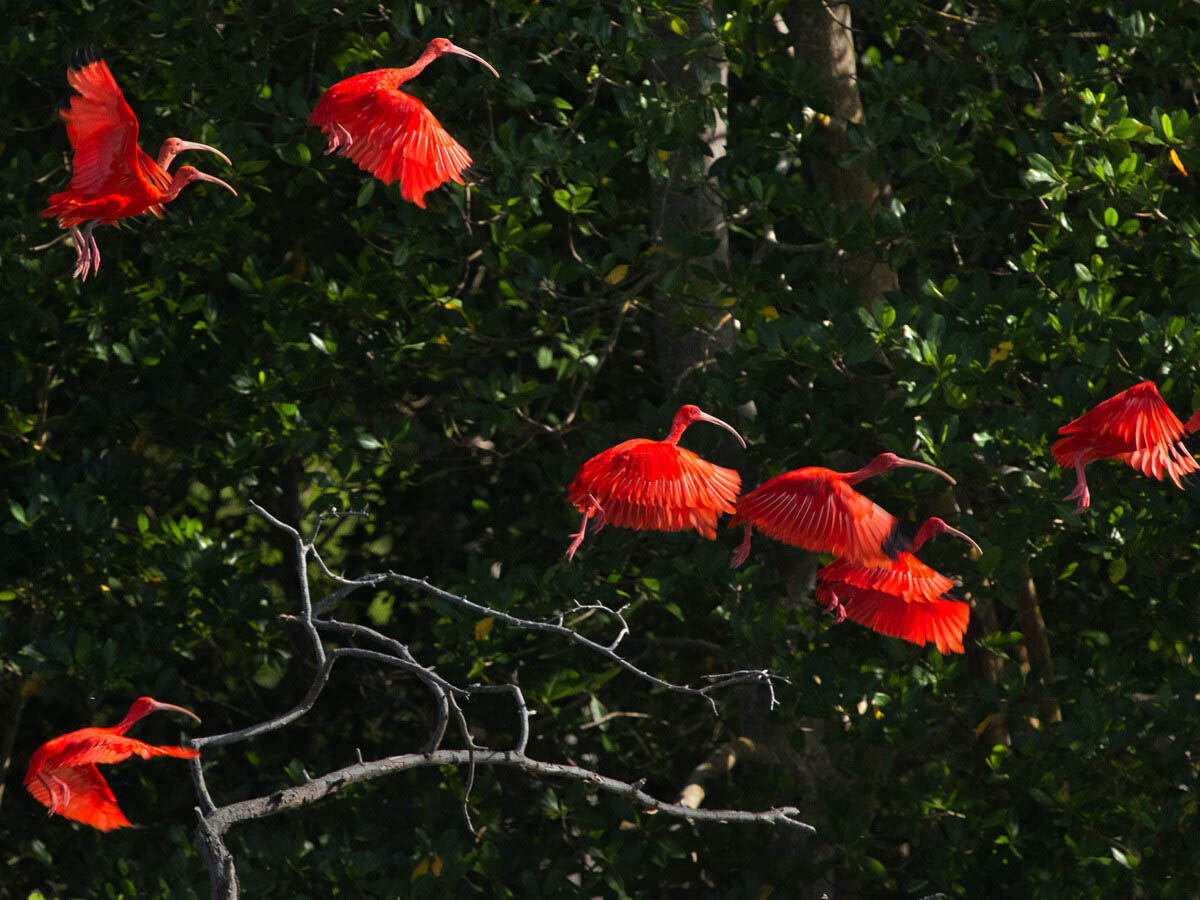 Mellom 50-80 % av alle jordas fugle-, dyre- og plantearter finnes i regnskogen. Foto: Araquem Alcantara, Regnskogfondet